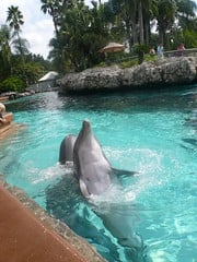 Seaworld Dolphin Encounter #3