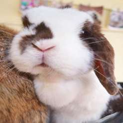 Face of Amazon Pets Hedwig the rabbit