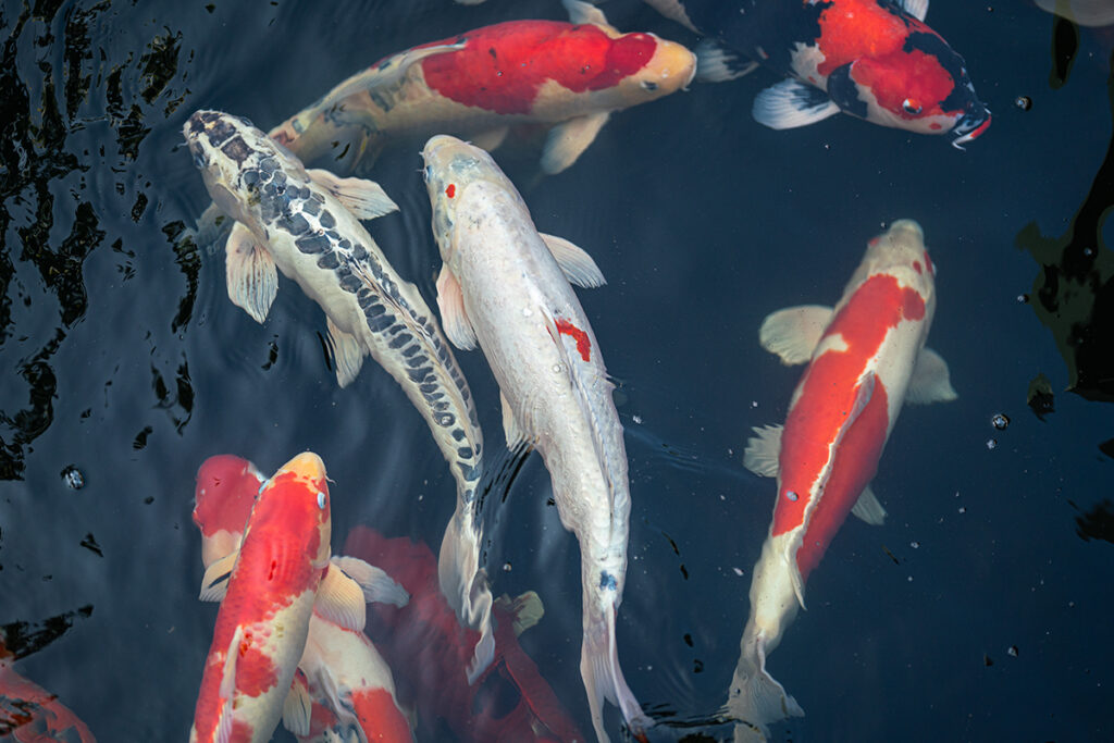 eBay bans sale of tropical fish
