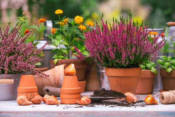 Flower bulbs and heather on a garden table