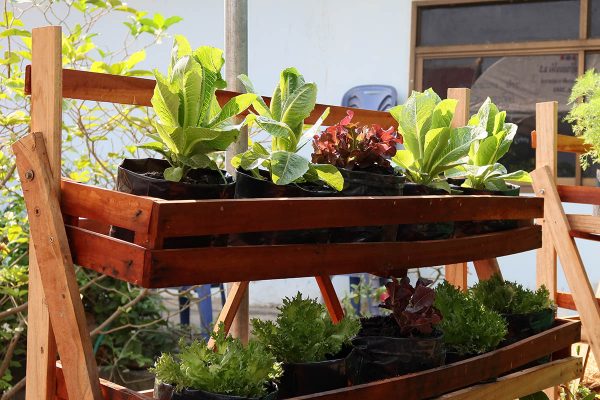 Outdoor growing accessories up 45% as food prices rise